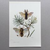 Antique illustration "insects", Vintage print from the 60s