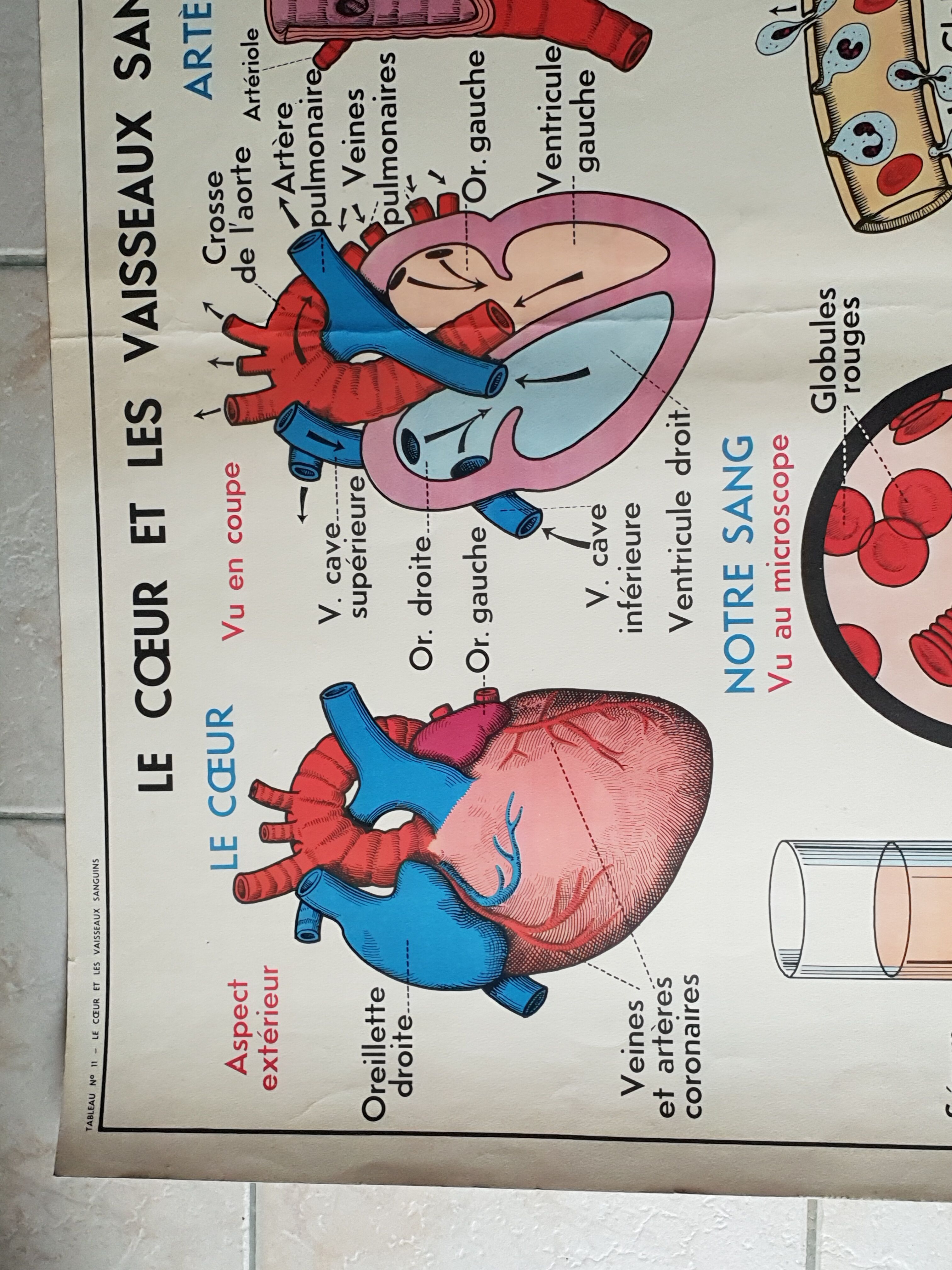 Poster school - heart vessels and duplex absorption