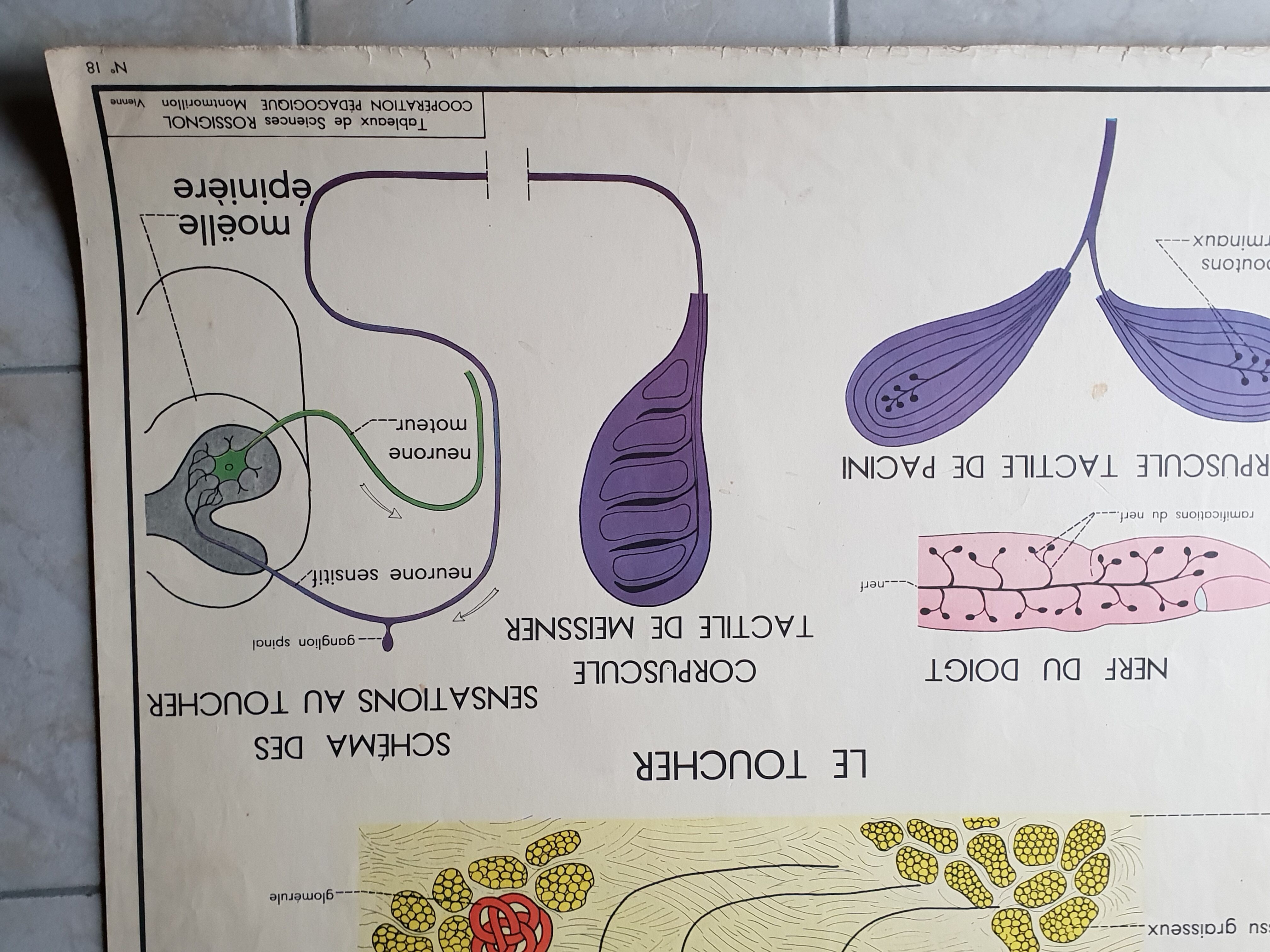 Poster school Nightingale skin no.18 No.17 system friendly