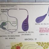 Poster school Nightingale skin no.18 No.17 system friendly