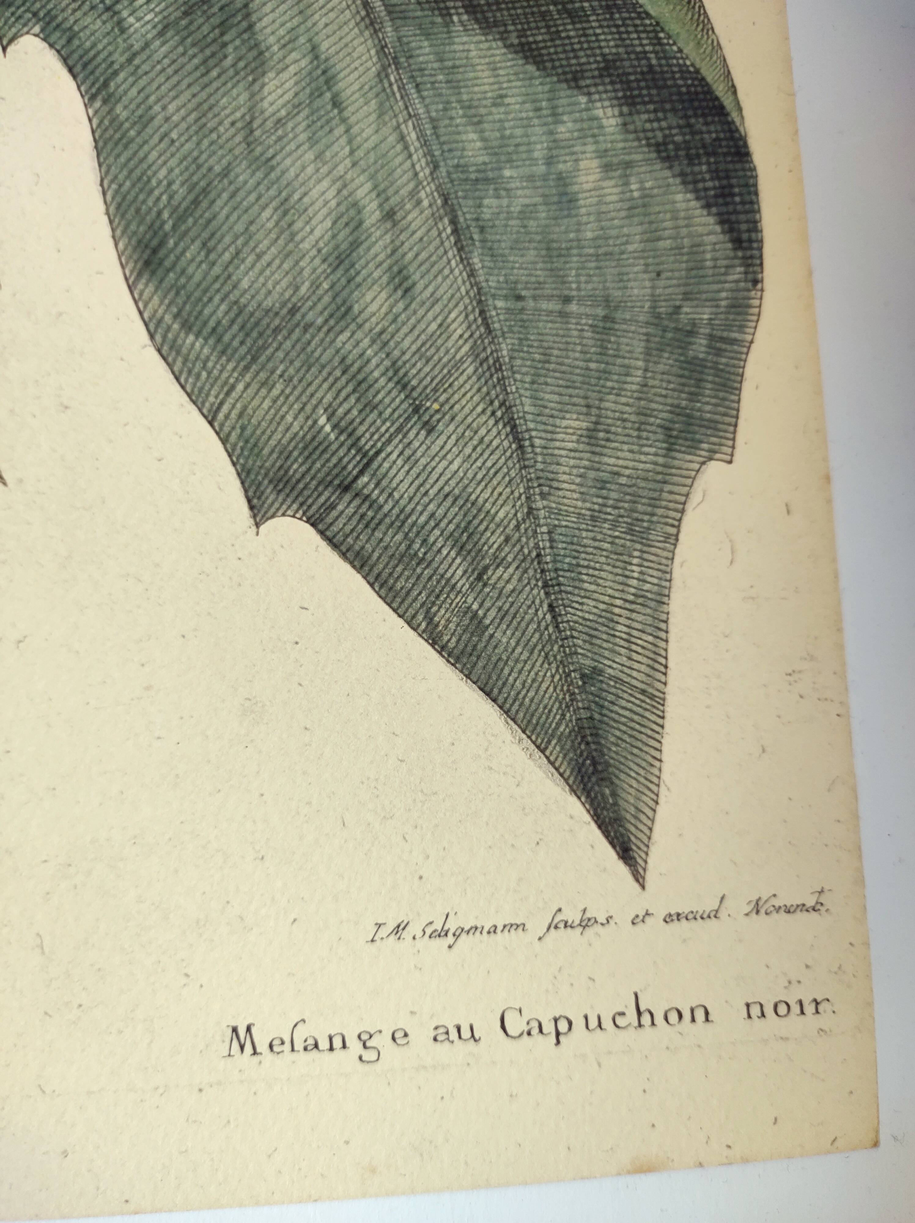 Antique bird engraving from 1973 - Black-capped Tit - Zoological plate by Seligmann & Catesby