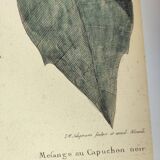 Antique bird engraving from 1973 - Black-capped Tit - Zoological plate by Seligmann & Catesby