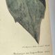 Antique bird engraving from 1973 - Black-capped Tit - Zoological plate by Seligmann & Catesby