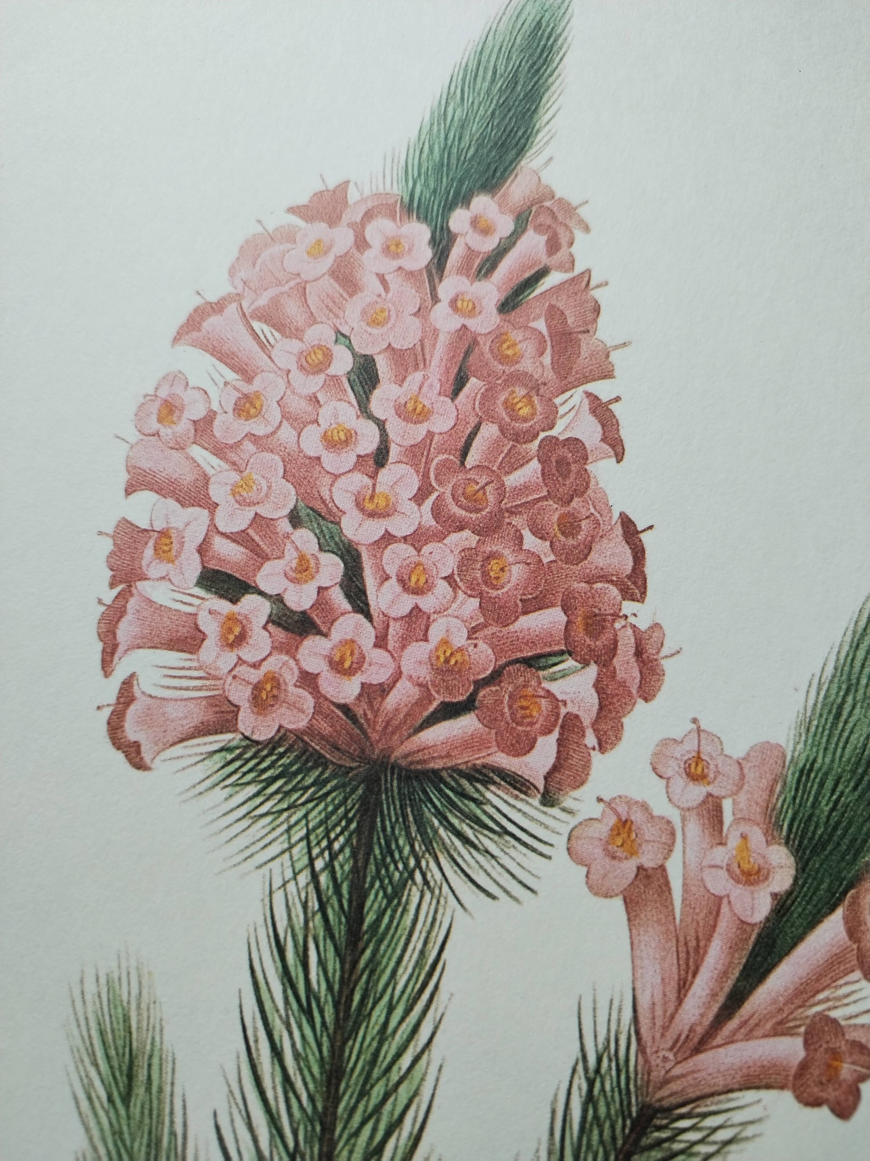 Planche illustrée originale Bruyère