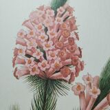 Planche illustrée originale Bruyère