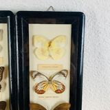 Vintage naturalized butterfly frame