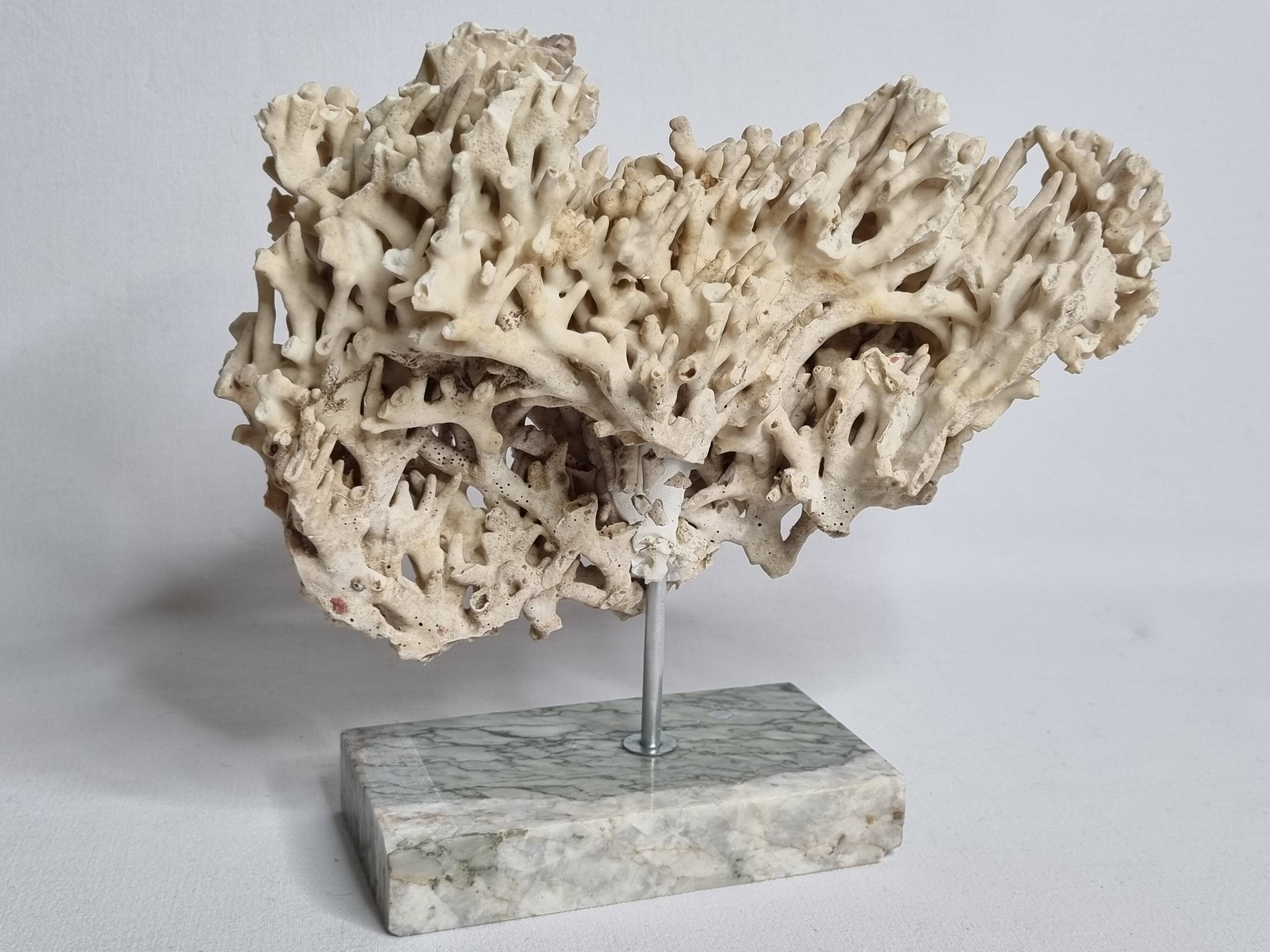 Antique White Coral on Grey Marble Base, 21 cm