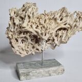 Antique White Coral on Grey Marble Base, 21 cm
