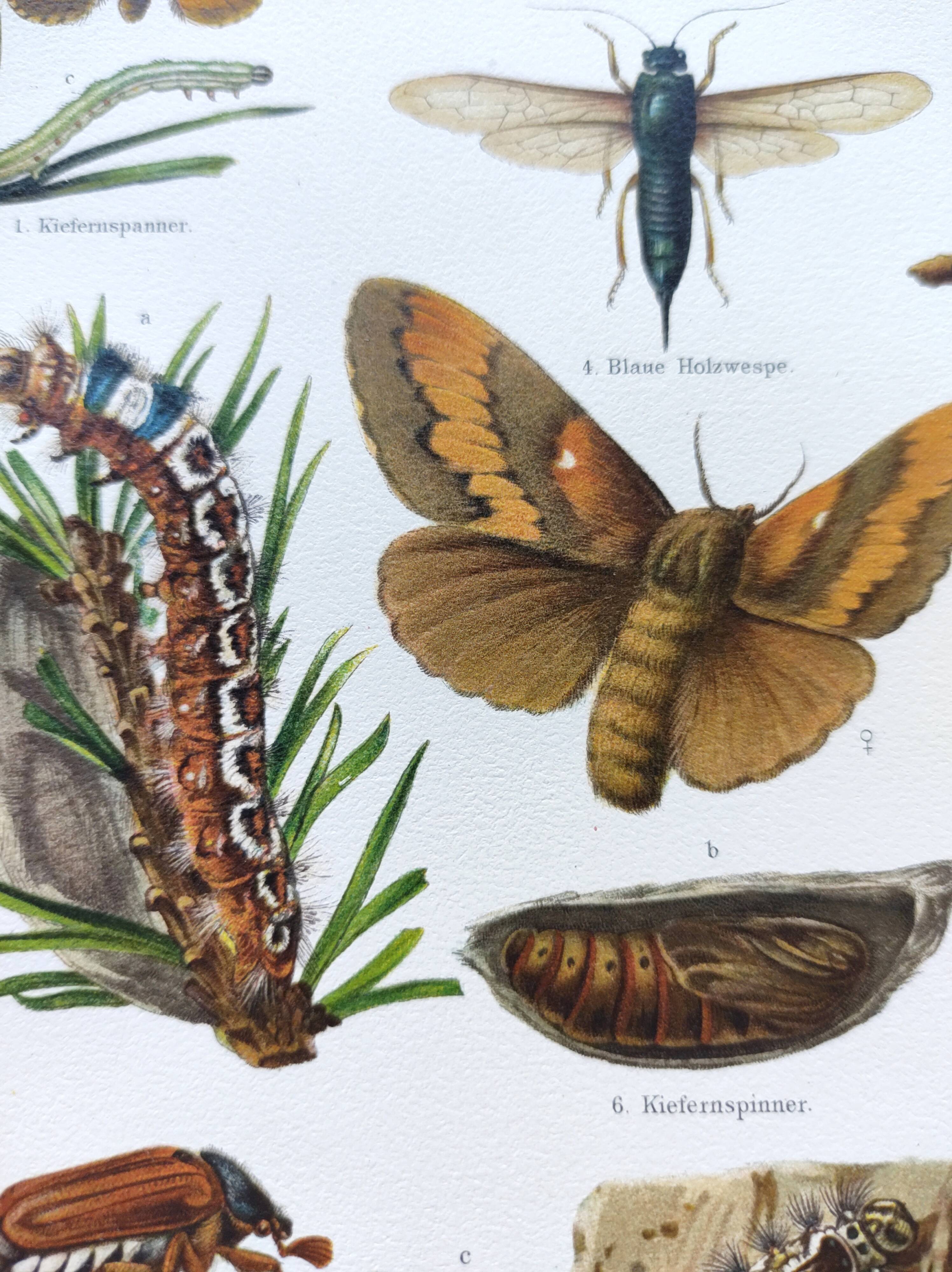 3 Engravings from 1909 - So-called "harmful" insects - Old entomological plates