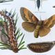 3 Engravings from 1909 - So-called "harmful" insects - Old entomological plates