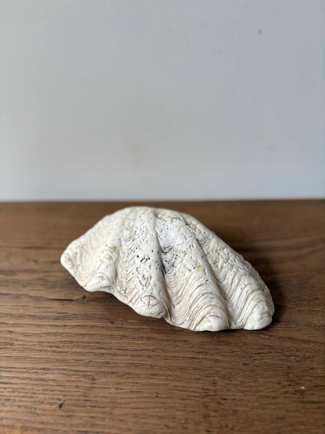 Vintage clam shell