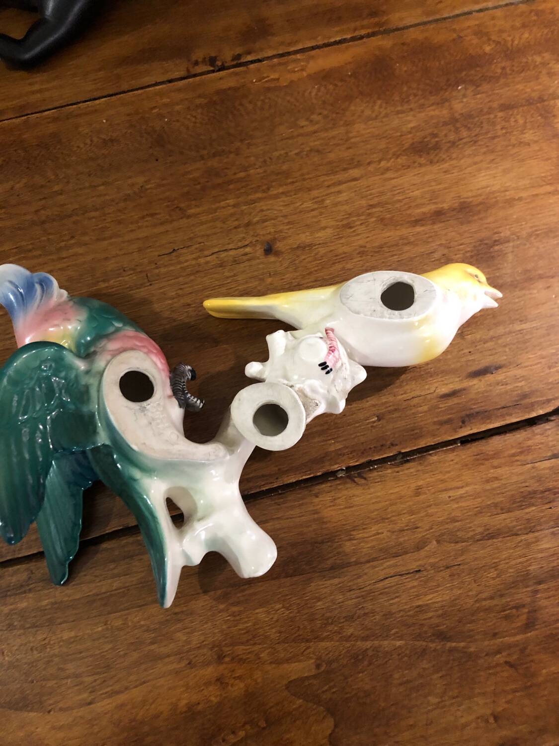 Set of two exotic birds