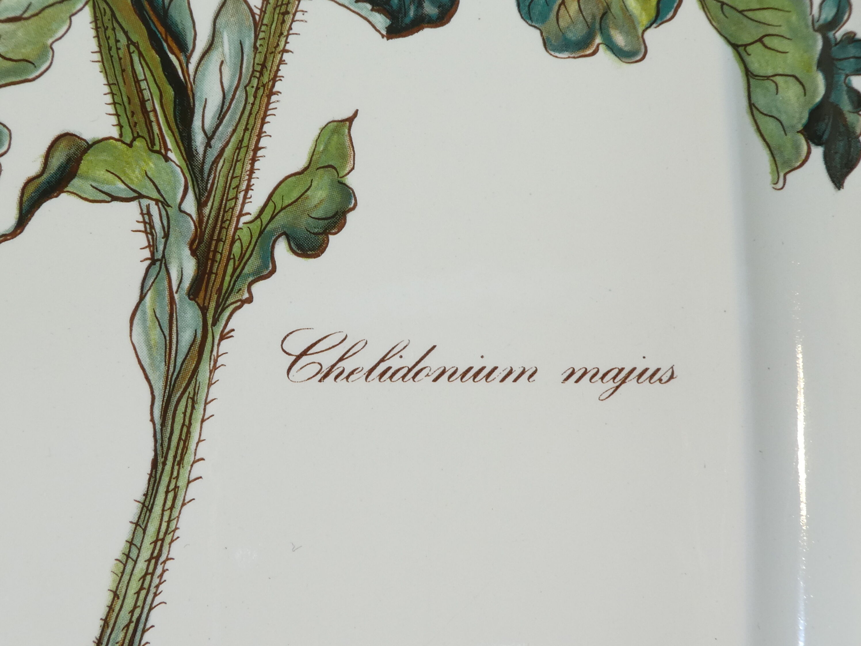 Large oval dish VILLEROY and BOCH model Botanica