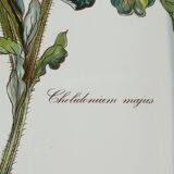 Large oval dish VILLEROY and BOCH model Botanica