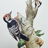 Old bird illustration. 1965 - Pic Epeichette - Natural zoological board