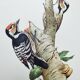 Old bird illustration. 1965 - Pic Epeichette - Natural zoological board