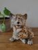 Tijger beeldje, vintage, céramique et handbeschilderd