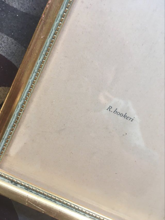 Botanical plate Rhododendron Hookeri by Riefel