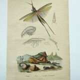 Old engraving from 1838 - Truxale insect and shell - Original zoological plate