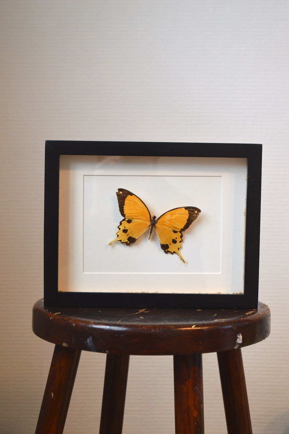 Naturalized butterfly from Africa 1997