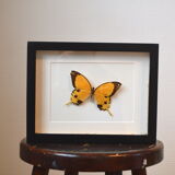 Naturalized butterfly from Africa 1997