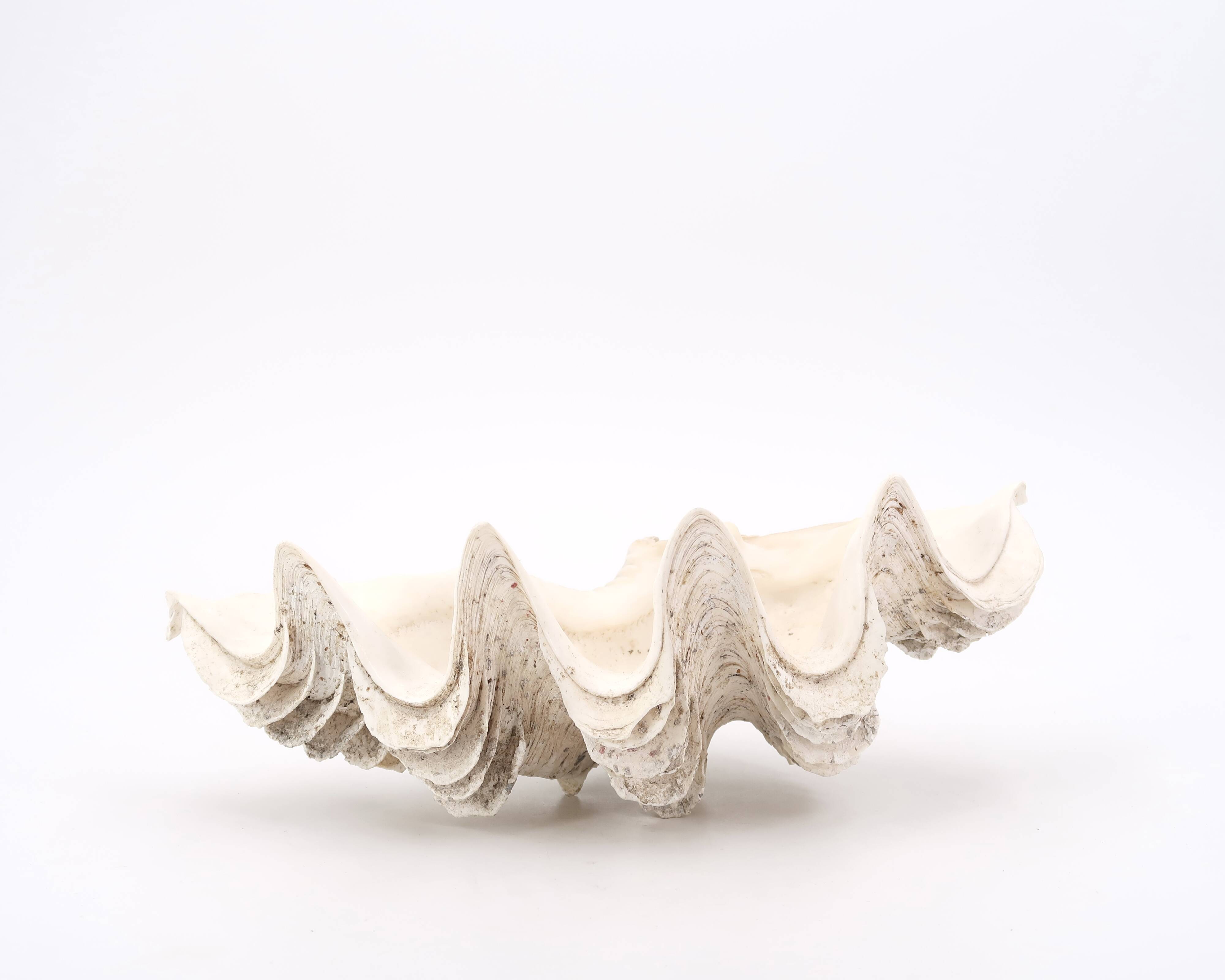 Vide poche coquillage Bénitier, années 70