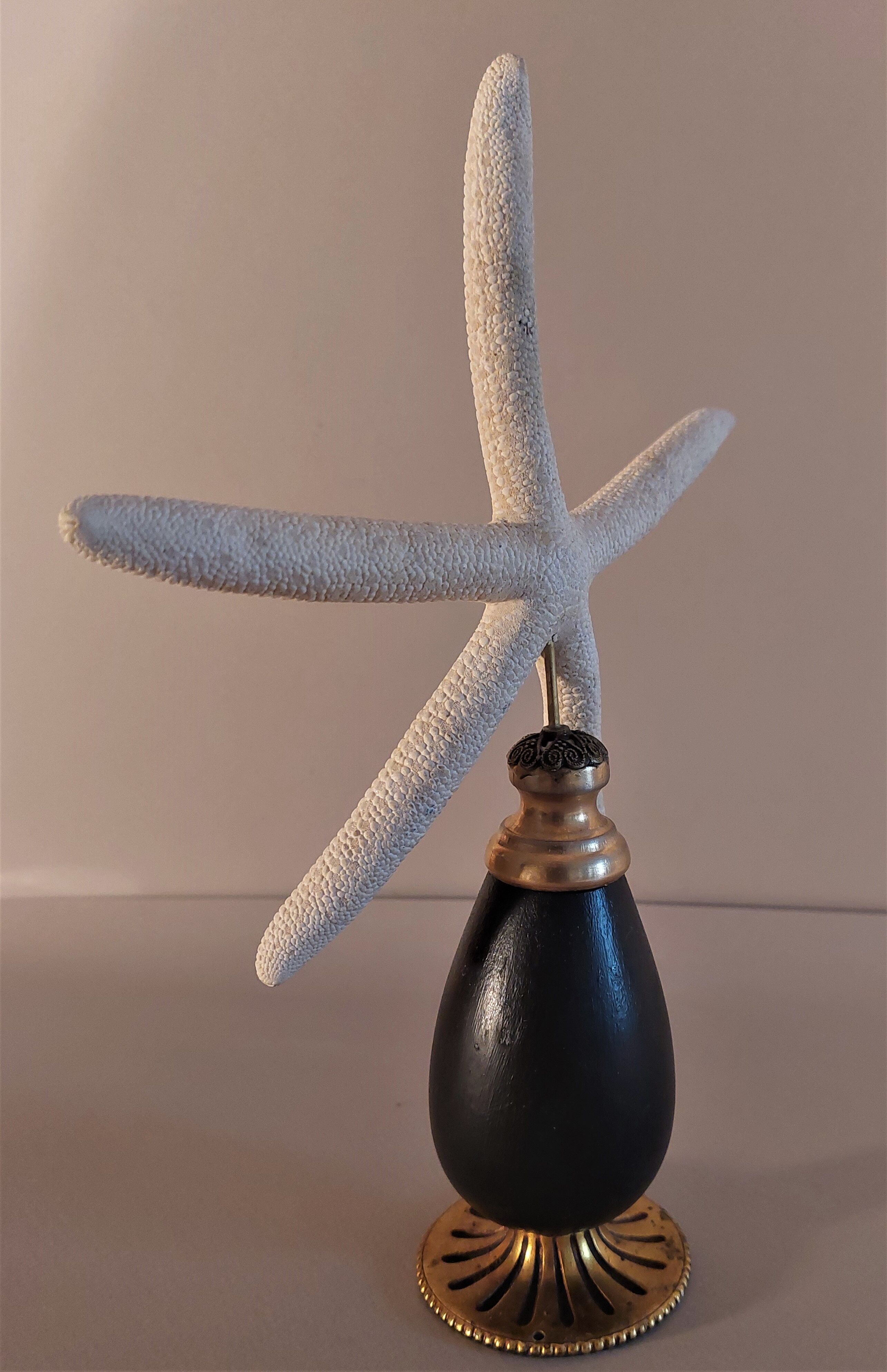 Cabinet of Curiosities white starfish linckia laevigata on base