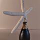 Cabinet of Curiosities white starfish linckia laevigata on base