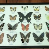 Frame butterflies assortment of 20 - 48 x 33