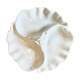 Limoges porcelain shell serving dish