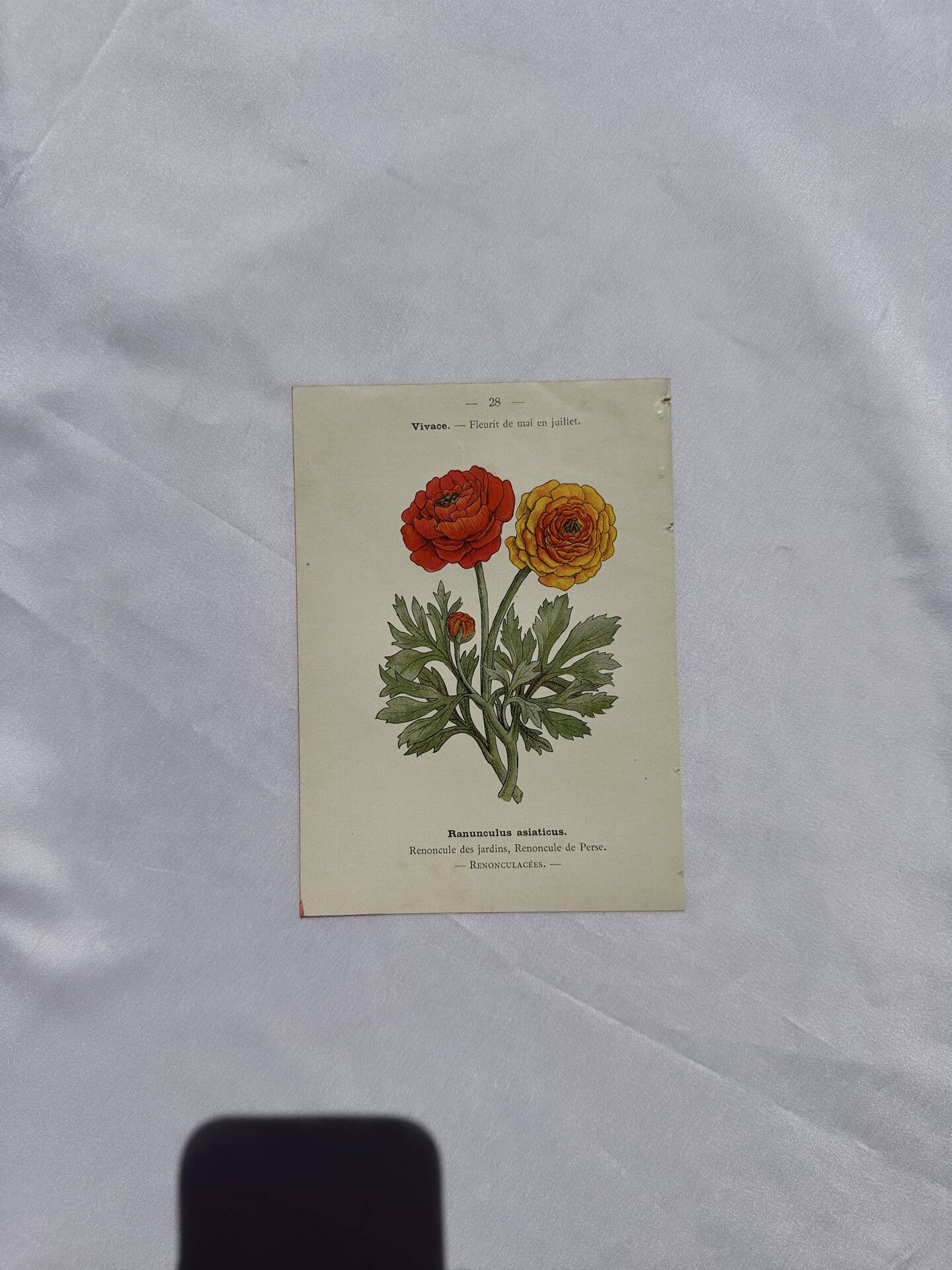 🌿 Botanical Plate Old Naturalist Engraving 19th Century Double-Sided A