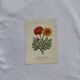 🌿 Botanical Plate Old Naturalist Engraving 19th Century Double-Sided A