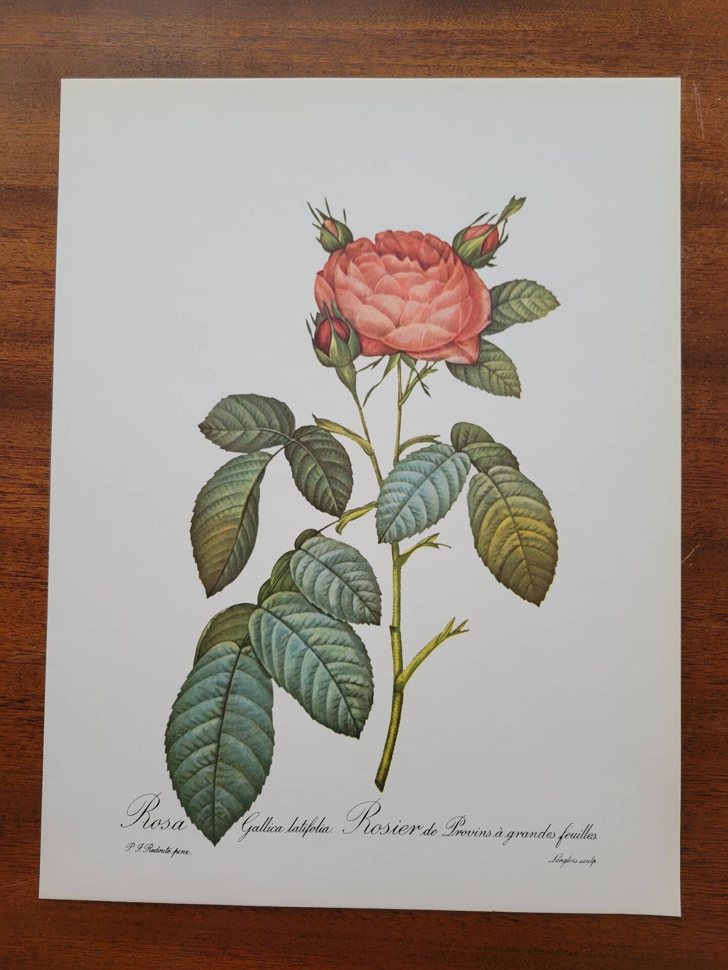 Botanical plate of Provins rose, after P.J. Redouté 1960