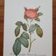 Botanical plate of Provins rose, after P.J. Redouté 1960