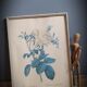 Frame illustration rose one hundred leaves foliaceous