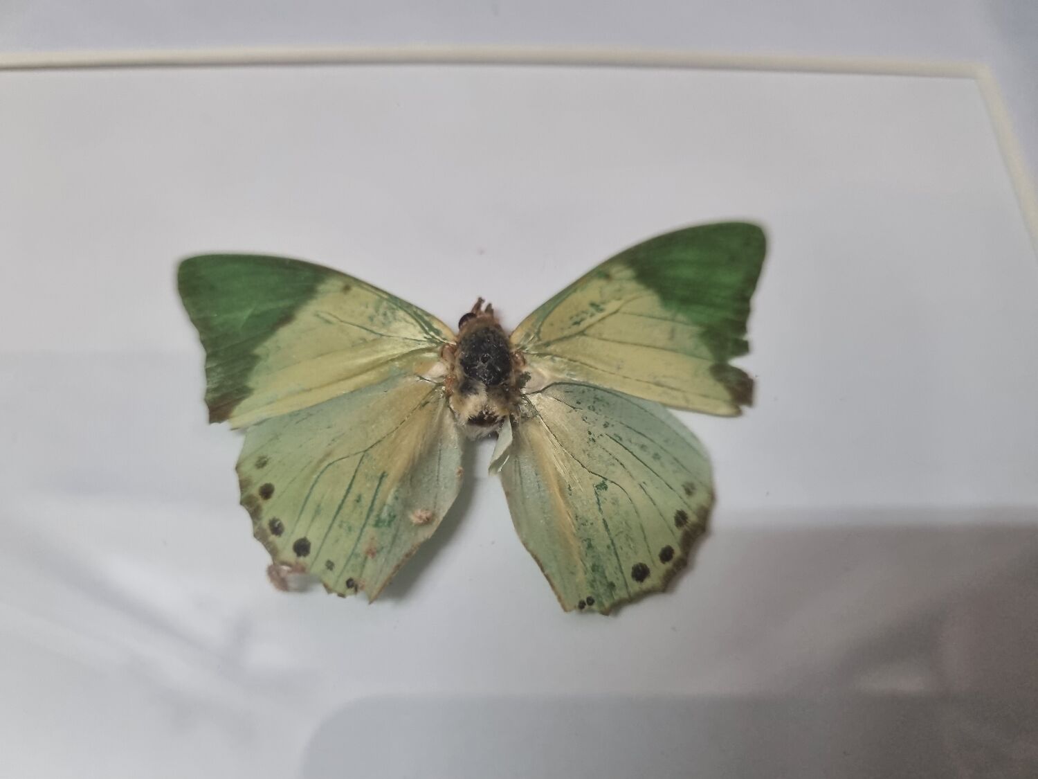 Stuffed butterfly Eupale, 1980