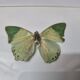 Stuffed butterfly Eupale, 1980