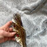 Louise Arnaud Limoges pocket emptier
