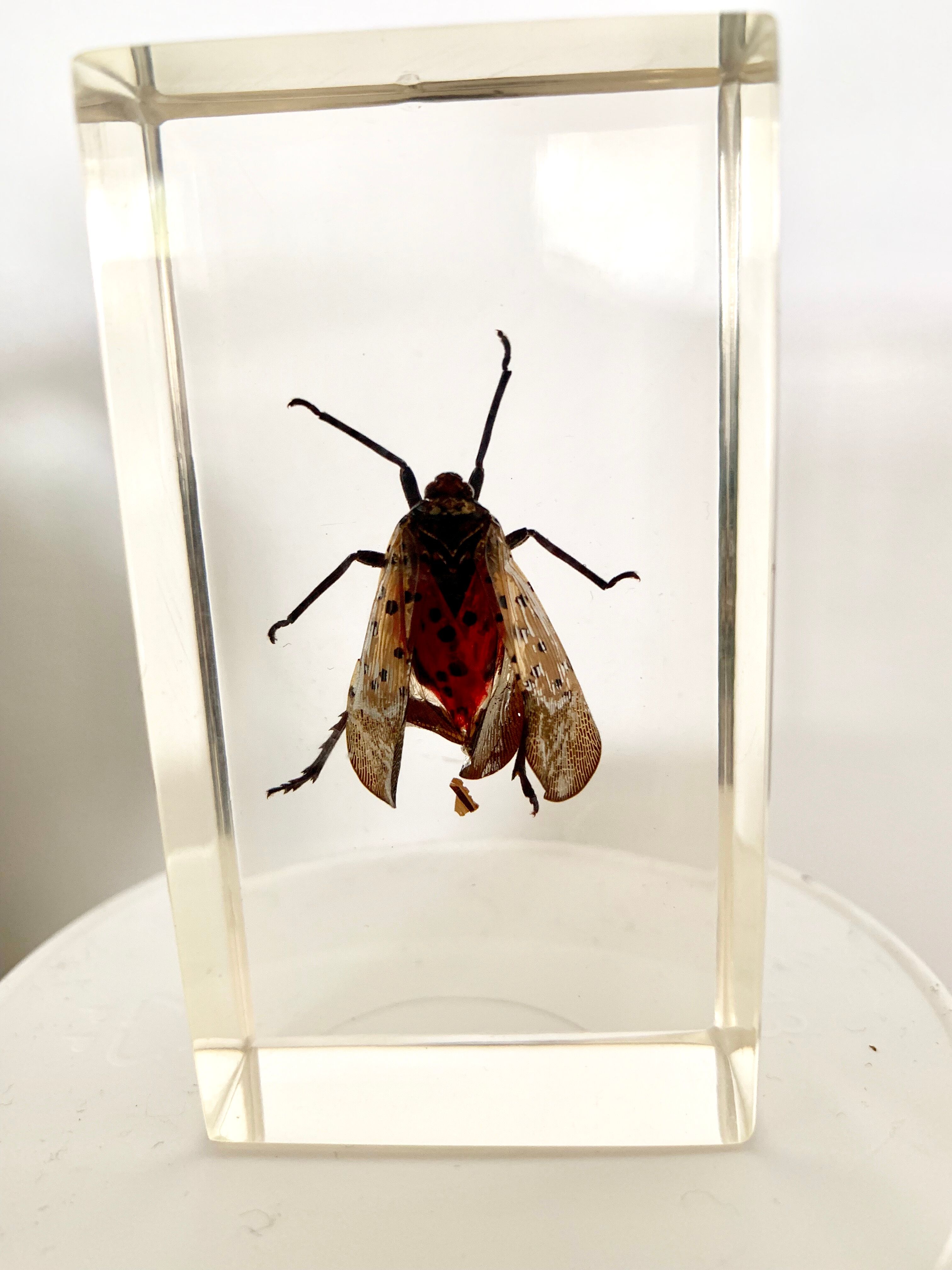 Pack of 3 insect inclusions