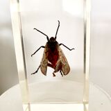 Pack of 3 insect inclusions