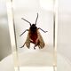 Pack of 3 insect inclusions