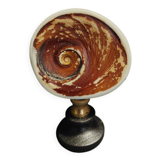 Cabinet of Curiosities eye of Saint Lucia turbo marmoratus operculum soc