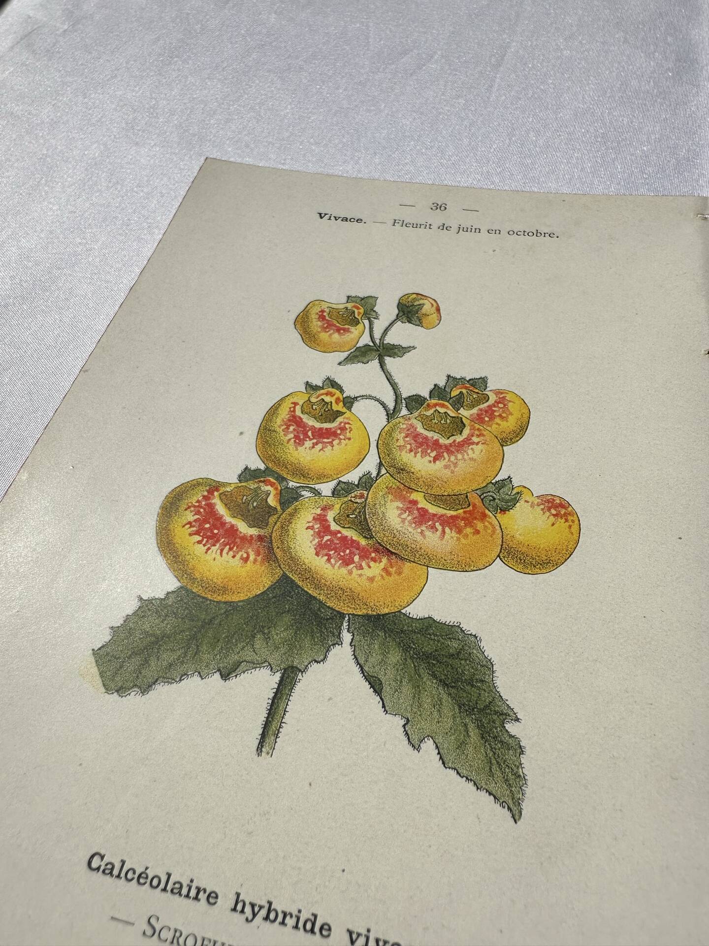 🌿 Botanical Plate Old Naturalist Engraving 19th Century Double-Sided