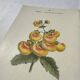 🌿 Botanical Plate Old Naturalist Engraving 19th Century Double-Sided