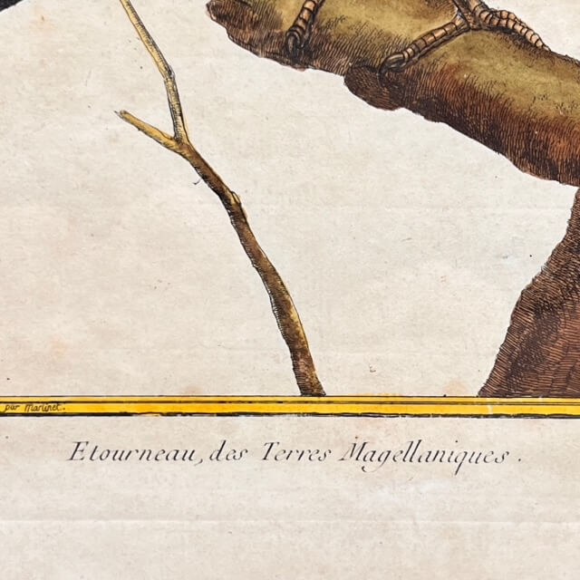 Starling engraving of the Magellanic lands