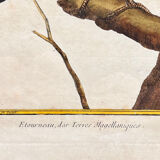 Starling engraving of the Magellanic lands