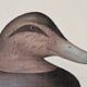 La Roche Laffitte (Born in 1943) - Watercolour drawing on fabric - Duck