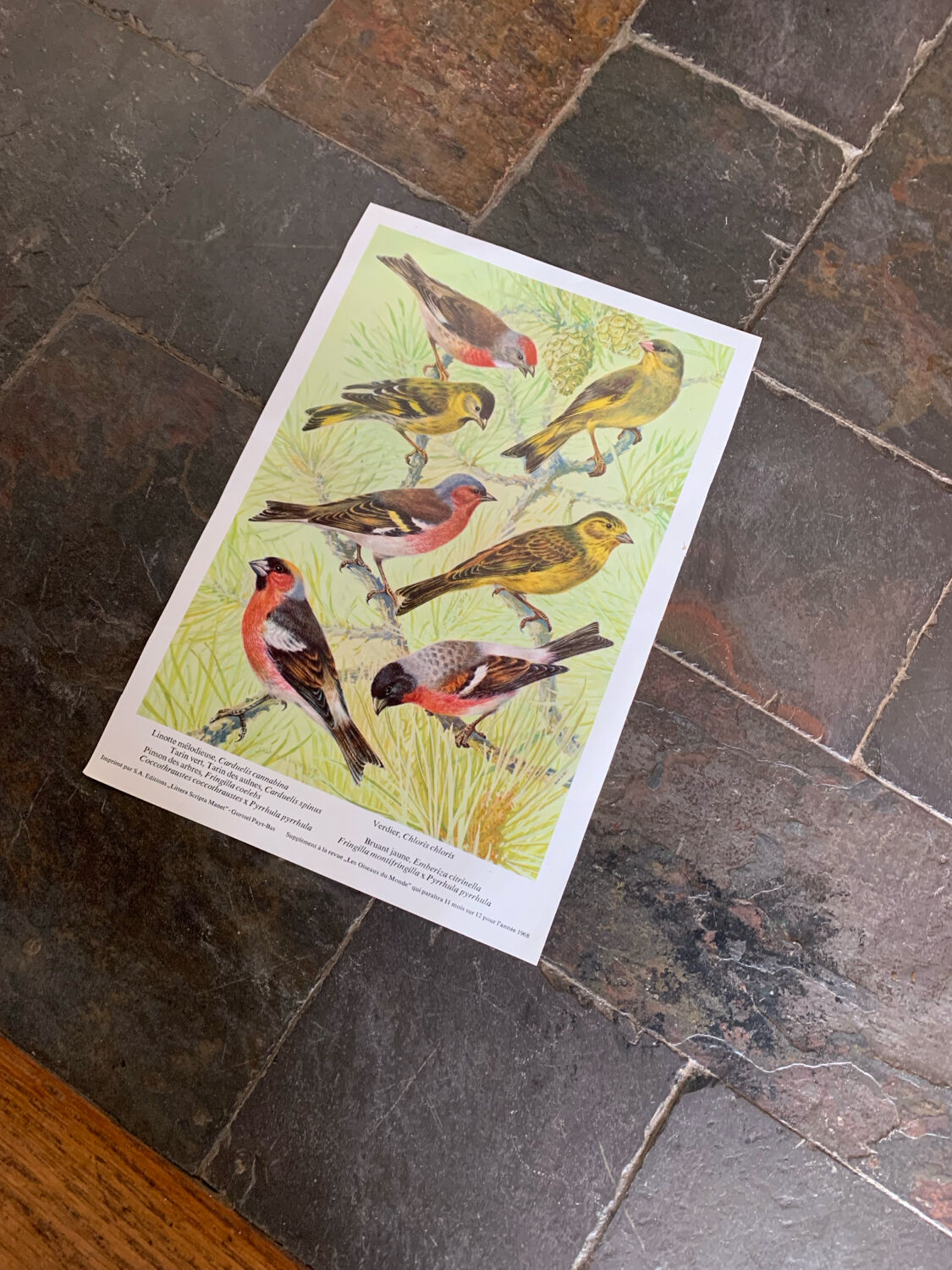 Affichette "Les Oiseaux du Monde" - 1968