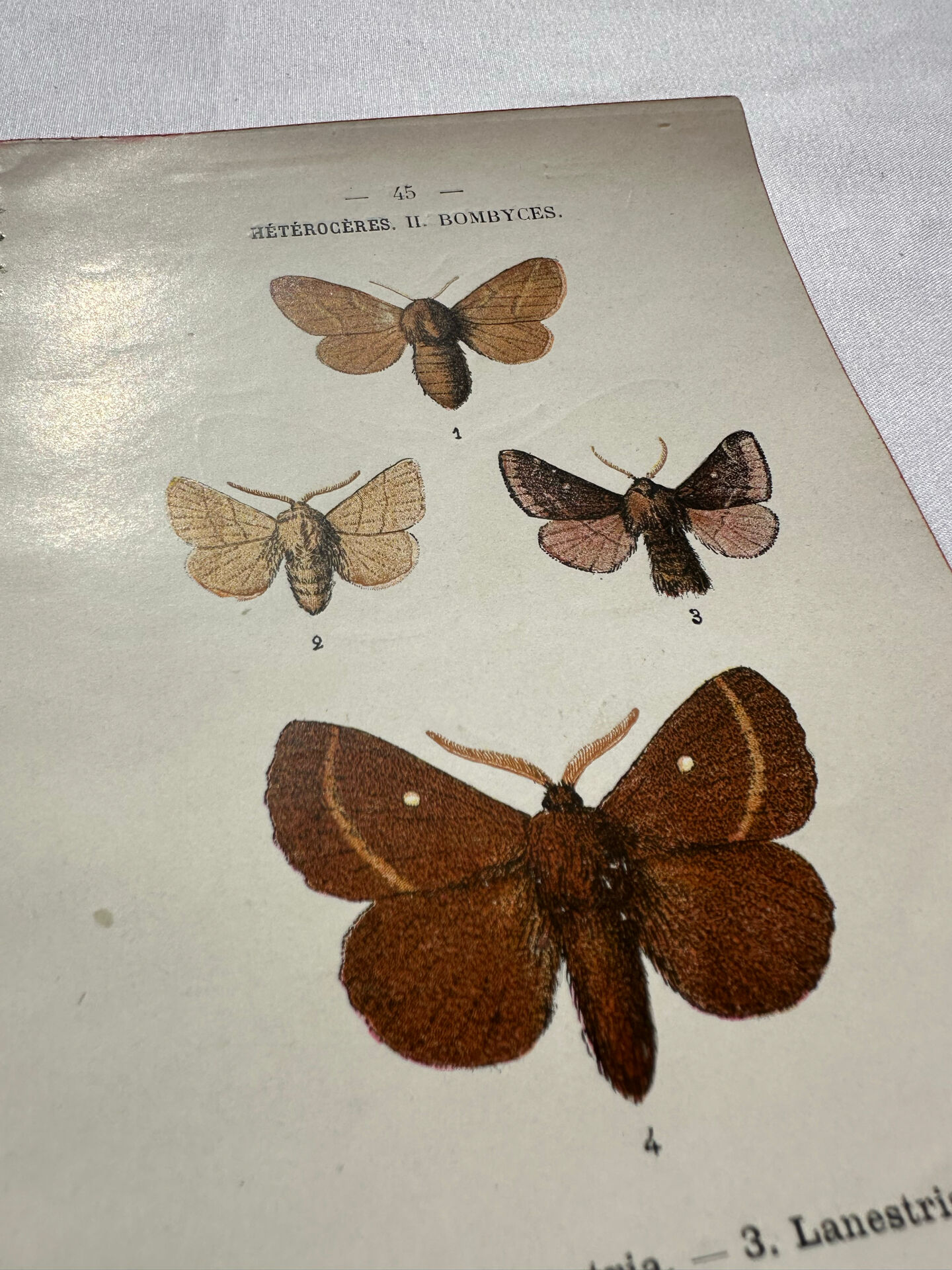 Botanical Plate 1800 Old naturalist engraving 19th century double-sided