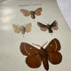 Botanical Plate 1800 Old naturalist engraving 19th century double-sided